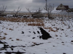 岡山吉備中央町ぶどうピオーネ