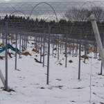 岡山吉備中央町ぶどうピオーネ