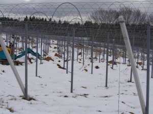 岡山吉備中央町ぶどうピオーネ