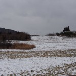 岡山吉備中央町ぶどうピオーネ