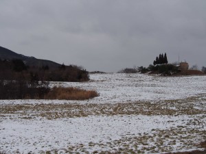 岡山吉備中央町ぶどうピオーネ