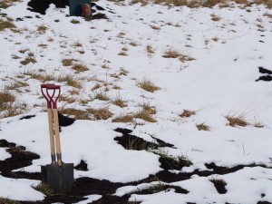岡山吉備中央町ぶどうピオーネ