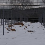 天空のピオーネ農園アグリスジャパン