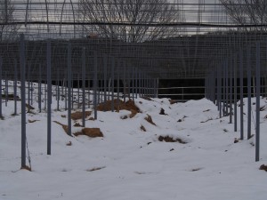 天空のピオーネ農園アグリスジャパン