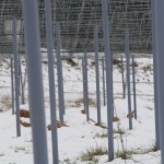 岡山吉備中央町ぶどうピオーネ