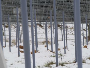 岡山吉備中央町ぶどうピオーネ