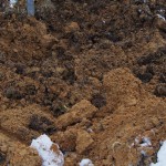 岡山吉備中央町ぶどうピオーネ