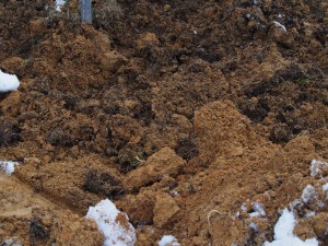 岡山吉備中央町ぶどうピオーネ