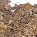 岡山吉備中央町ぶどうピオーネ