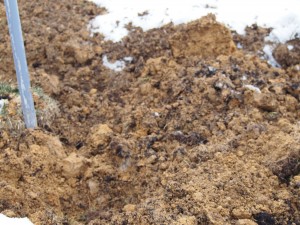 岡山吉備中央町ぶどうピオーネ