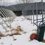 岡山吉備中央町ぶどうピオーネ