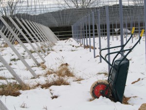 岡山吉備中央町ぶどうピオーネ