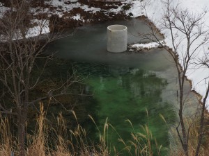 岡山吉備中央町ぶどうピオーネ