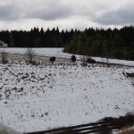 岡山吉備中央町ぶどうピオーネ