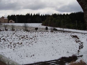 岡山吉備中央町ぶどうピオーネ