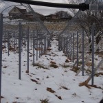 岡山吉備中央町ぶどうピオーネ