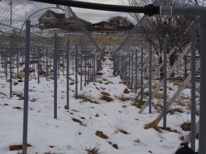 岡山吉備中央町ぶどうピオーネ