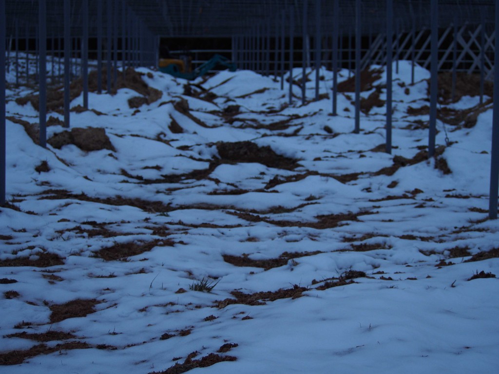 天空のピオーネ農園アグリスジャパン