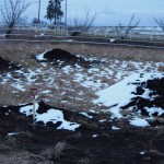 岡山吉備中央町ぶどうピオーネ