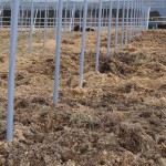 岡山吉備中央町ぶどうピオーネ