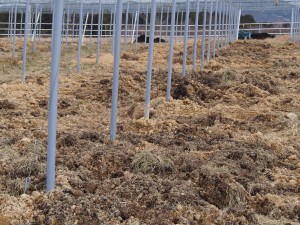 岡山吉備中央町ぶどうピオーネ