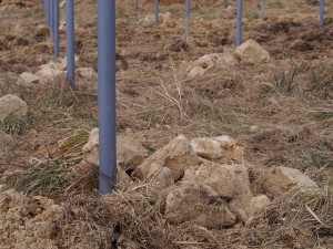 岡山吉備中央町ぶどうピオーネ