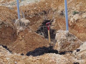 岡山吉備中央町ぶどうピオーネ