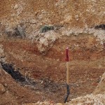 岡山吉備中央町ぶどうピオーネ