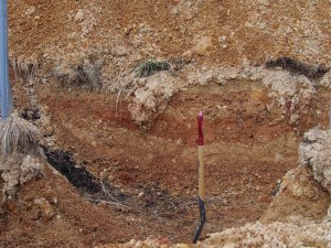 岡山吉備中央町ぶどうピオーネ