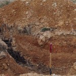 岡山吉備中央町ぶどうピオーネ