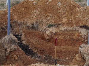 岡山吉備中央町ぶどうピオーネ