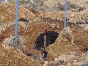 岡山吉備中央町ぶどうピオーネ