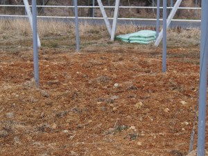 岡山吉備中央町ぶどうピオーネ