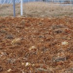 岡山吉備中央町ぶどうピオーネ