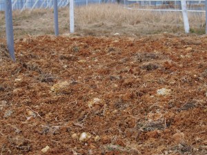 岡山吉備中央町ぶどうピオーネ