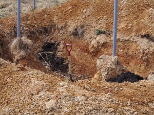 岡山吉備中央町ぶどうピオーネ