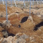 岡山吉備中央町ぶどうピオーネ