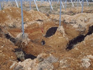 岡山吉備中央町ぶどうピオーネ