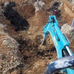 岡山吉備中央町ぶどうピオーネ