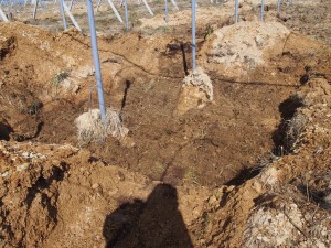 岡山吉備中央町ぶどうピオーネ