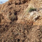 岡山吉備中央町ぶどうピオーネ