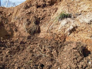 岡山吉備中央町ぶどうピオーネ