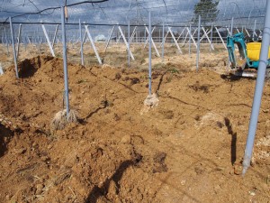 岡山吉備中央町ぶどうピオーネ