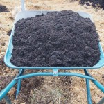 岡山吉備中央町ぶどうピオーネ