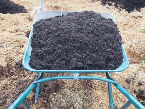 岡山吉備中央町ぶどうピオーネ