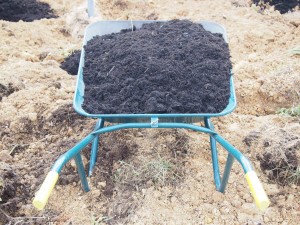 岡山吉備中央町ぶどうピオーネ