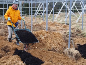 岡山吉備中央町ぶどうピオーネ