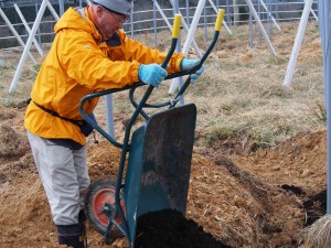 岡山吉備中央町ぶどうピオーネ