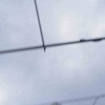 岡山吉備中央町ぶどうピオーネ