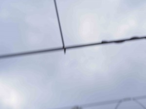 岡山吉備中央町ぶどうピオーネ